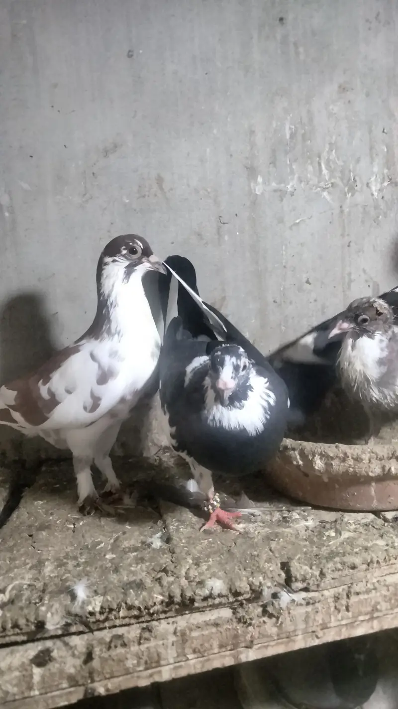 Pair with chick's — photo 9