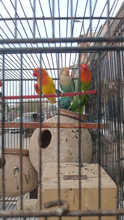 for sale