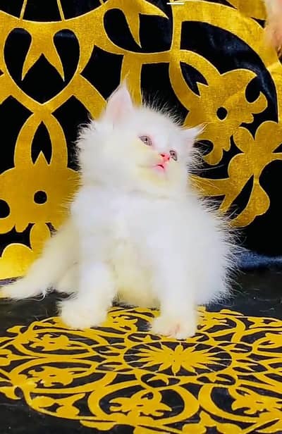Persian kitten triple quote for sale my WhatsApp03483362563