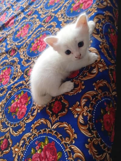 Persian doll face kitten and male triple coat