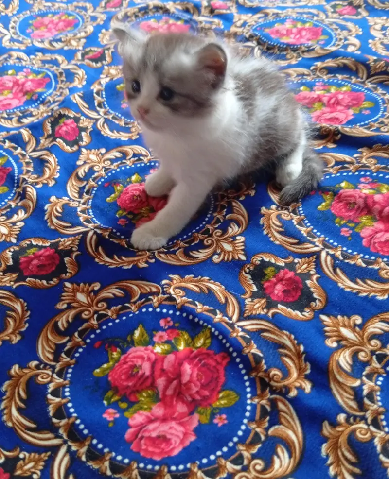Persian doll face kitten and male triple coat — photo 2