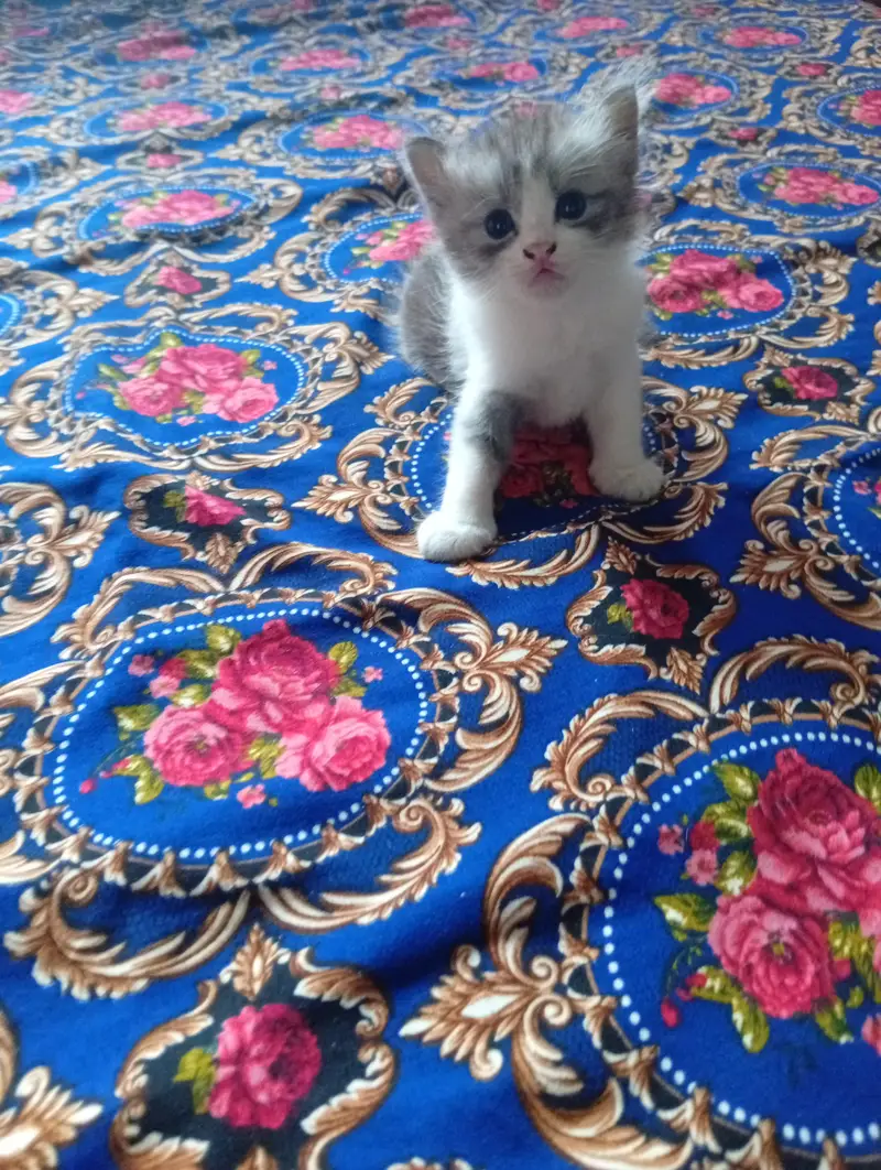 Persian doll face kitten and male triple coat — photo 5
