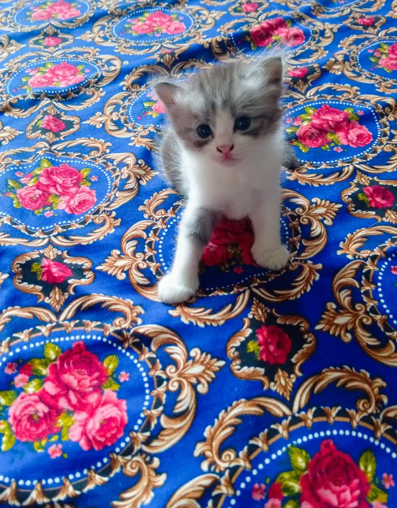 Persian doll face kitten and male triple coat — photo 6