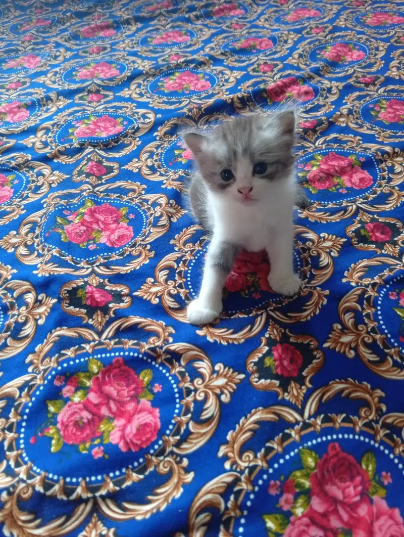 Persian doll face kitten and male triple coat — photo 7