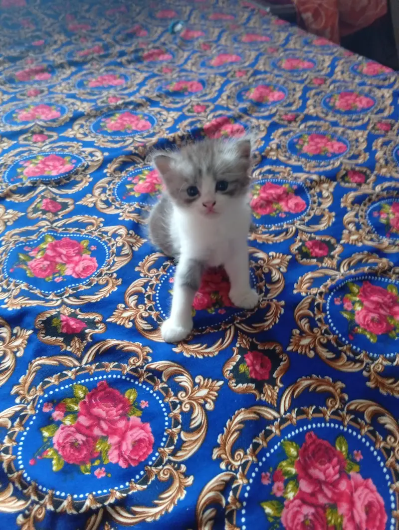 Persian doll face kitten and male triple coat — photo 8