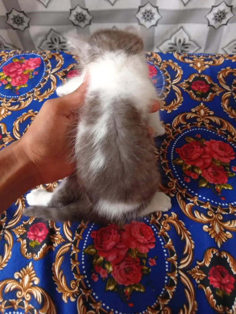 Persian doll face kitten and male triple coat — photo 9