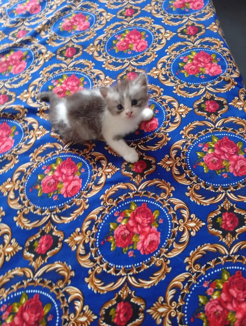 Persian doll face kitten and male triple coat — photo 11