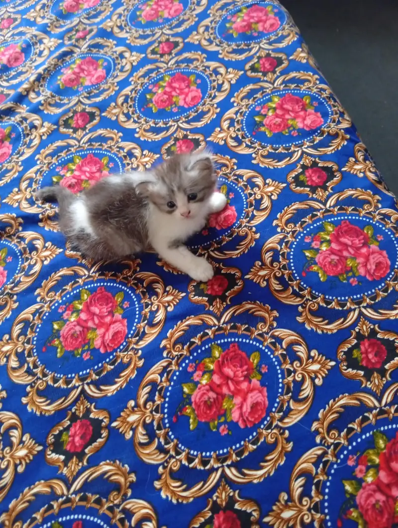 Persian doll face kitten and male triple coat — photo 12