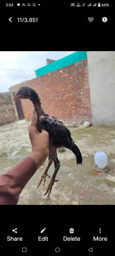 aseel chicks