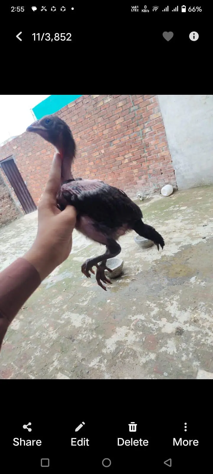 aseel chicks — photo 2
