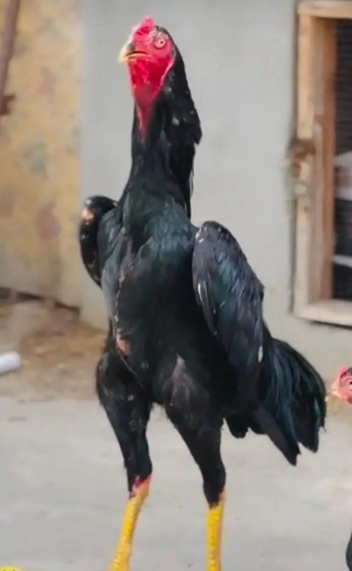 aseel chicks — photo 3
