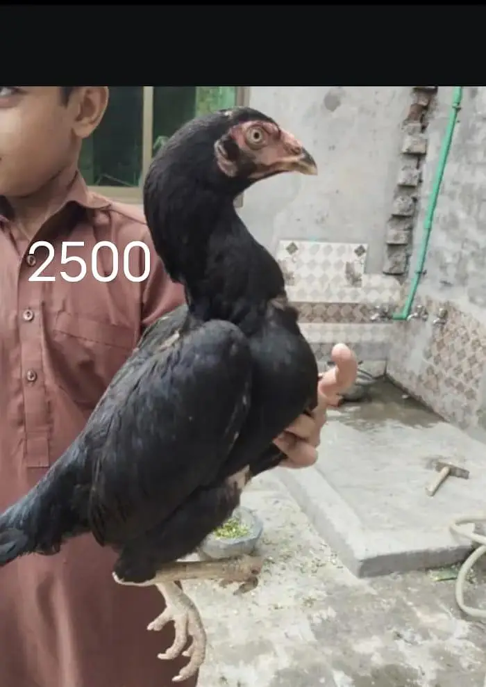 aseel chicks — photo 4