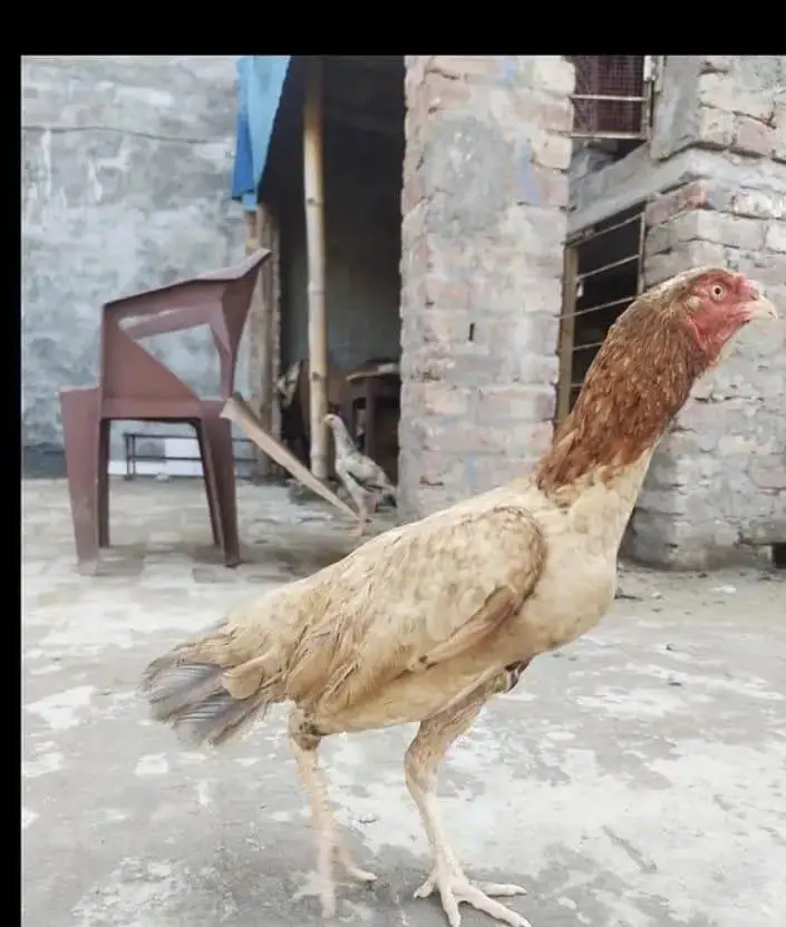 aseel chicks — photo 5