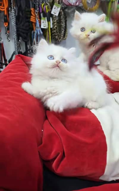 Quality Persian Kittens 3 Coated \/\/atsp 0Ʒ4816363