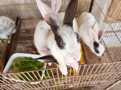 Rabbits for sale