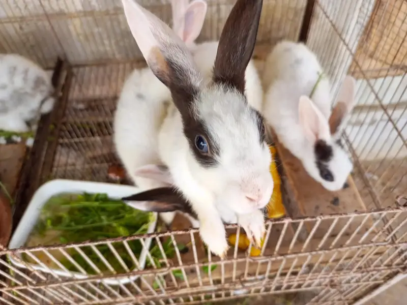 Rabbits for sale