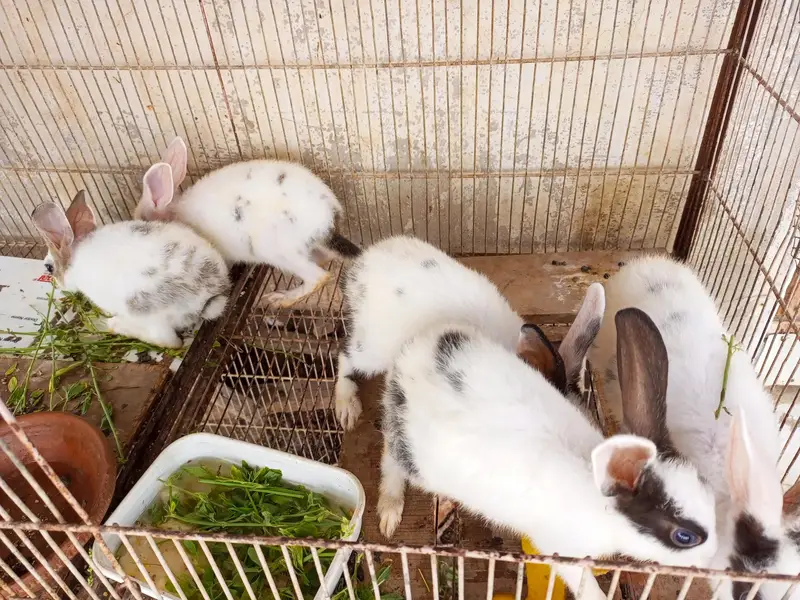 Rabbits for sale — photo 2