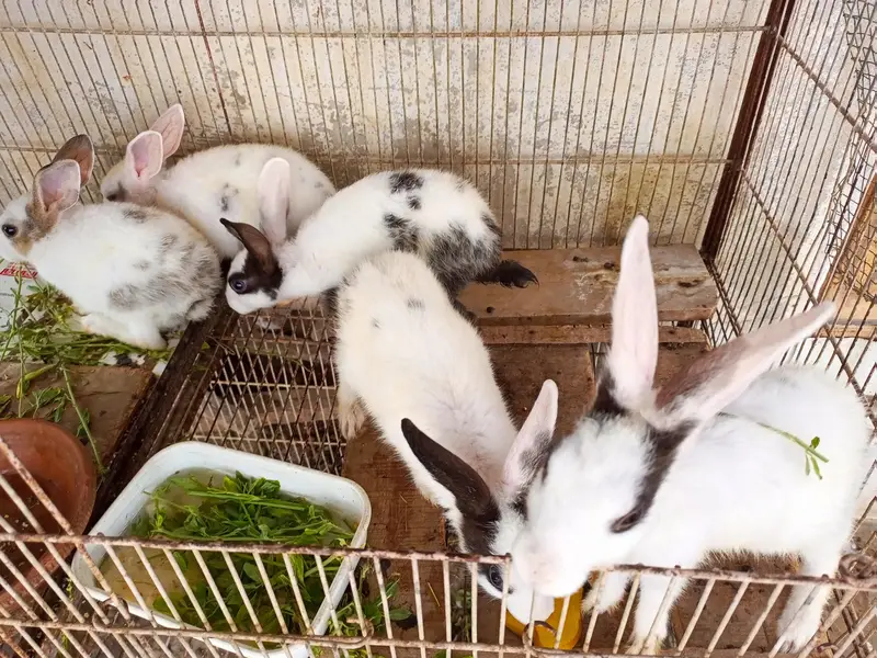 Rabbits for sale — photo 3