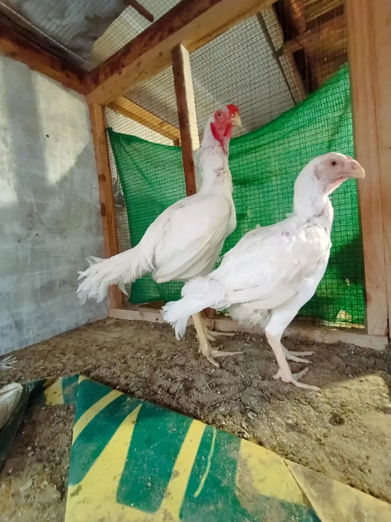 Pure Qandhari Trio — photo 2