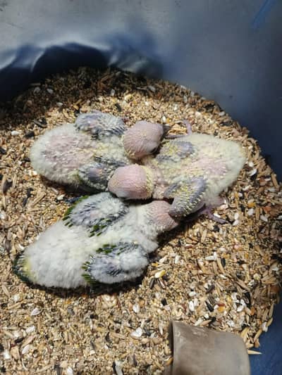sun conure chicks