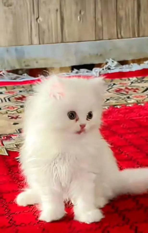 Persian kitten triple quote for sale my WhatsApp03483362563 — photo 2
