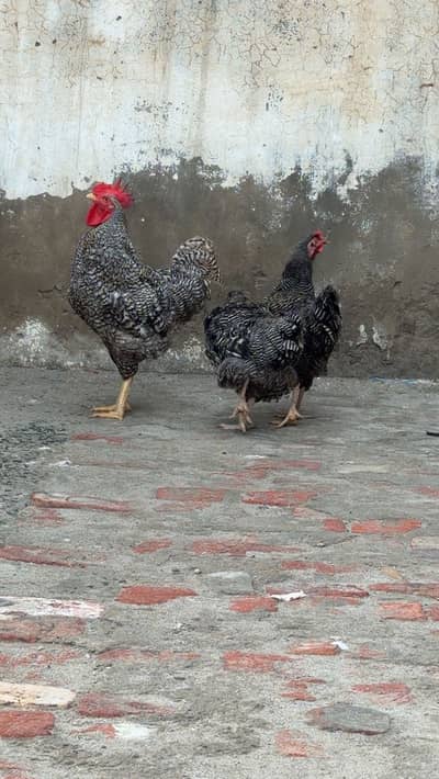 Aseel / Plymouth/ playmouth/ fancy / hens / murge / murgi /