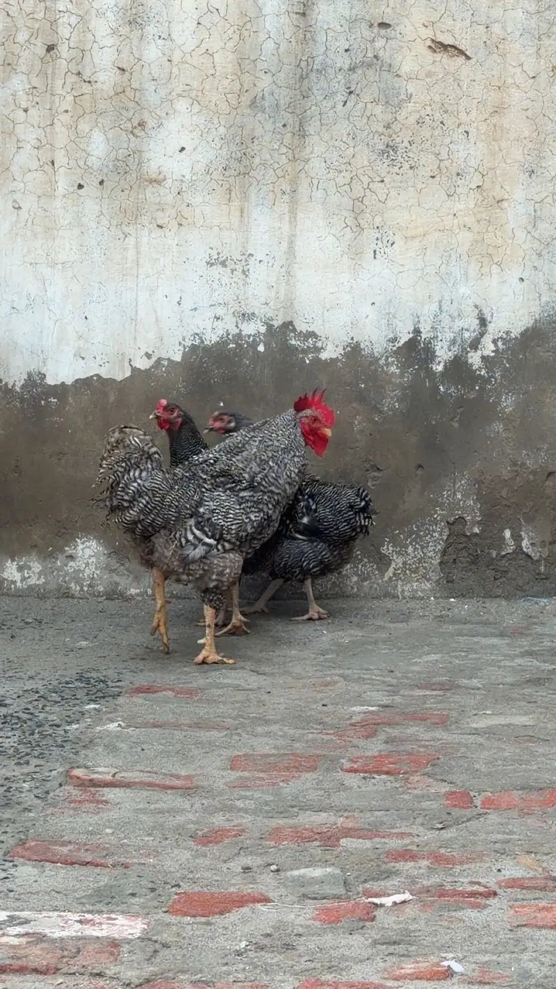 Aseel / Plymouth/ playmouth/ fancy / hens / murge / murgi / — photo 2
