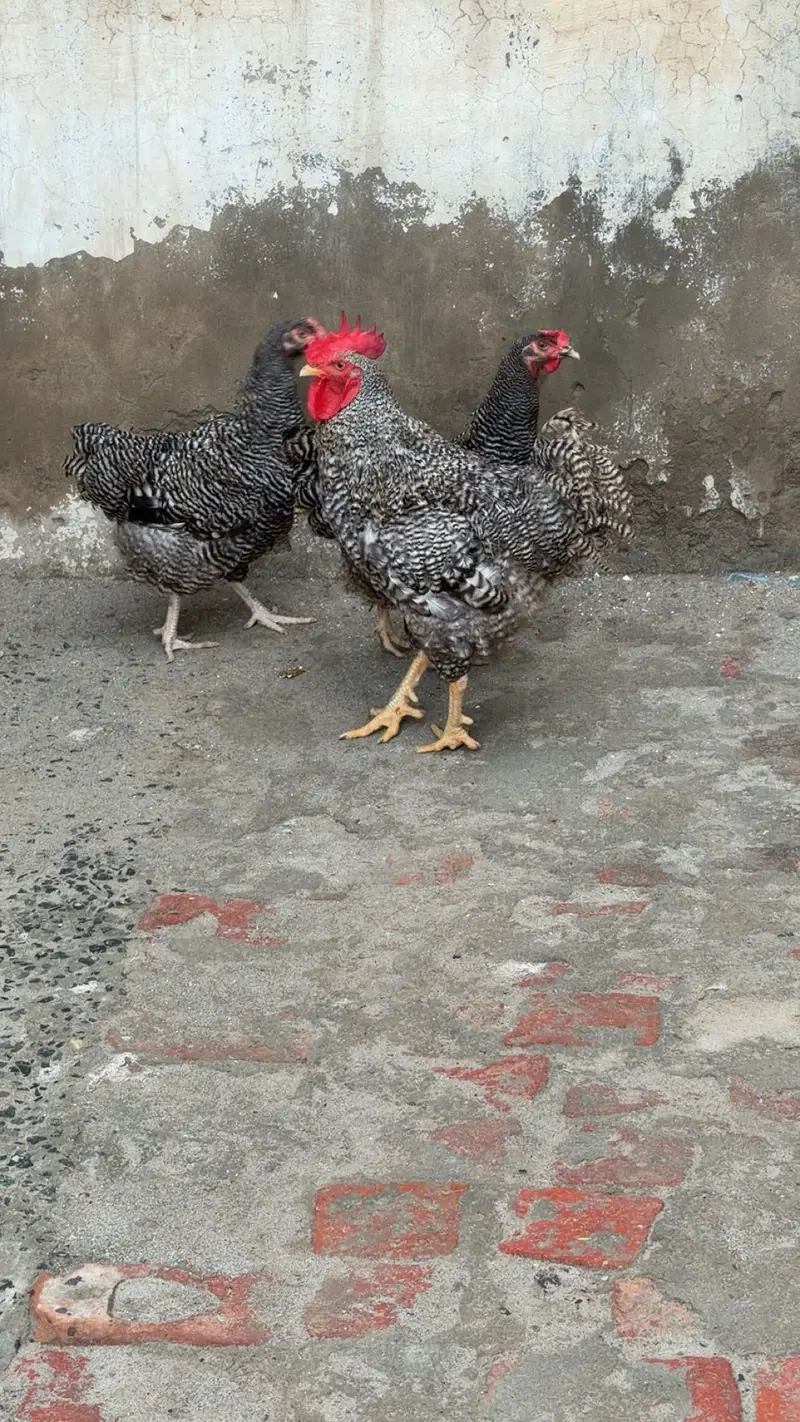 Aseel / Plymouth/ playmouth/ fancy / hens / murge / murgi / — photo 3