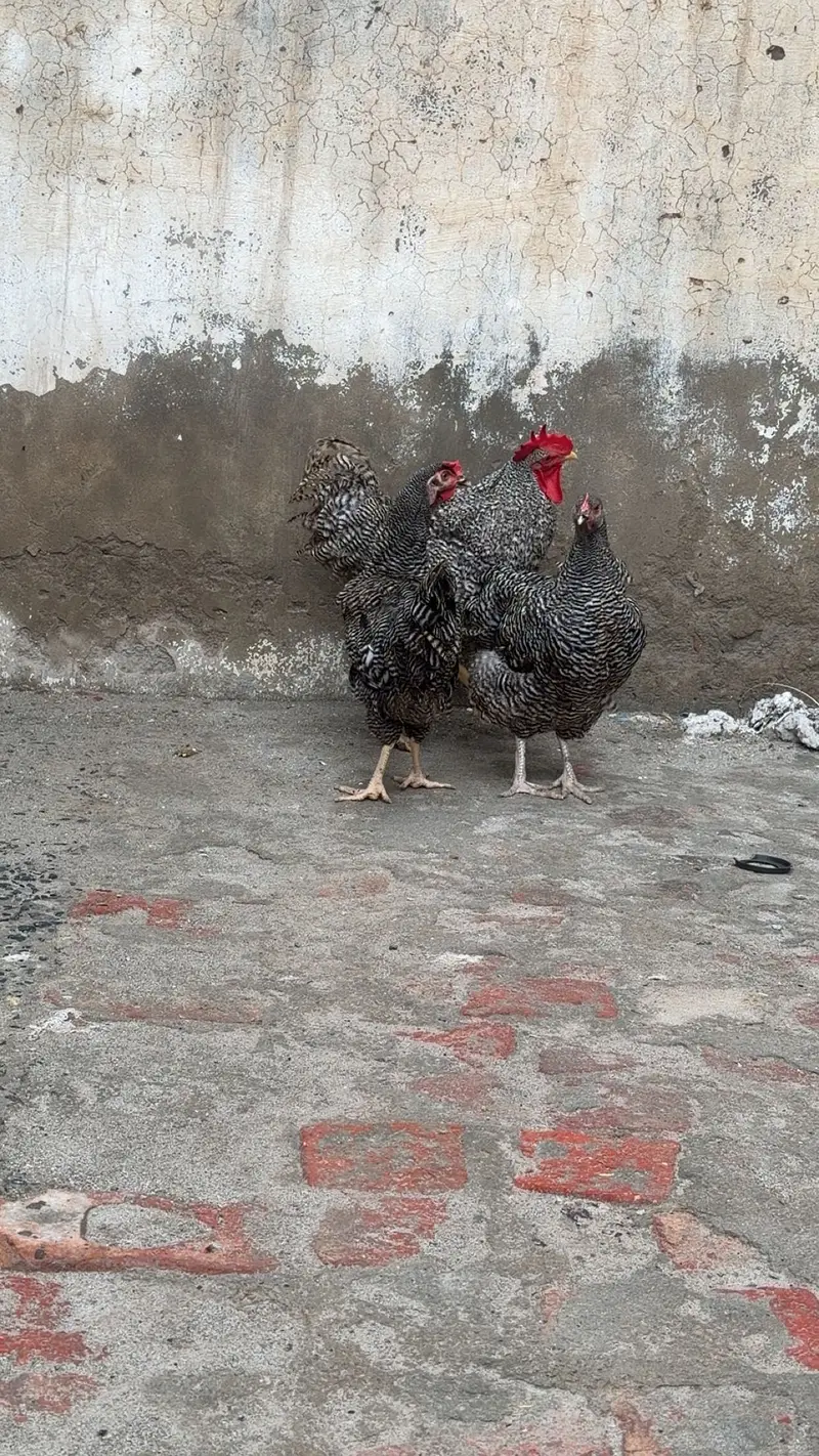 Aseel / Plymouth/ playmouth/ fancy / hens / murge / murgi / — photo 4