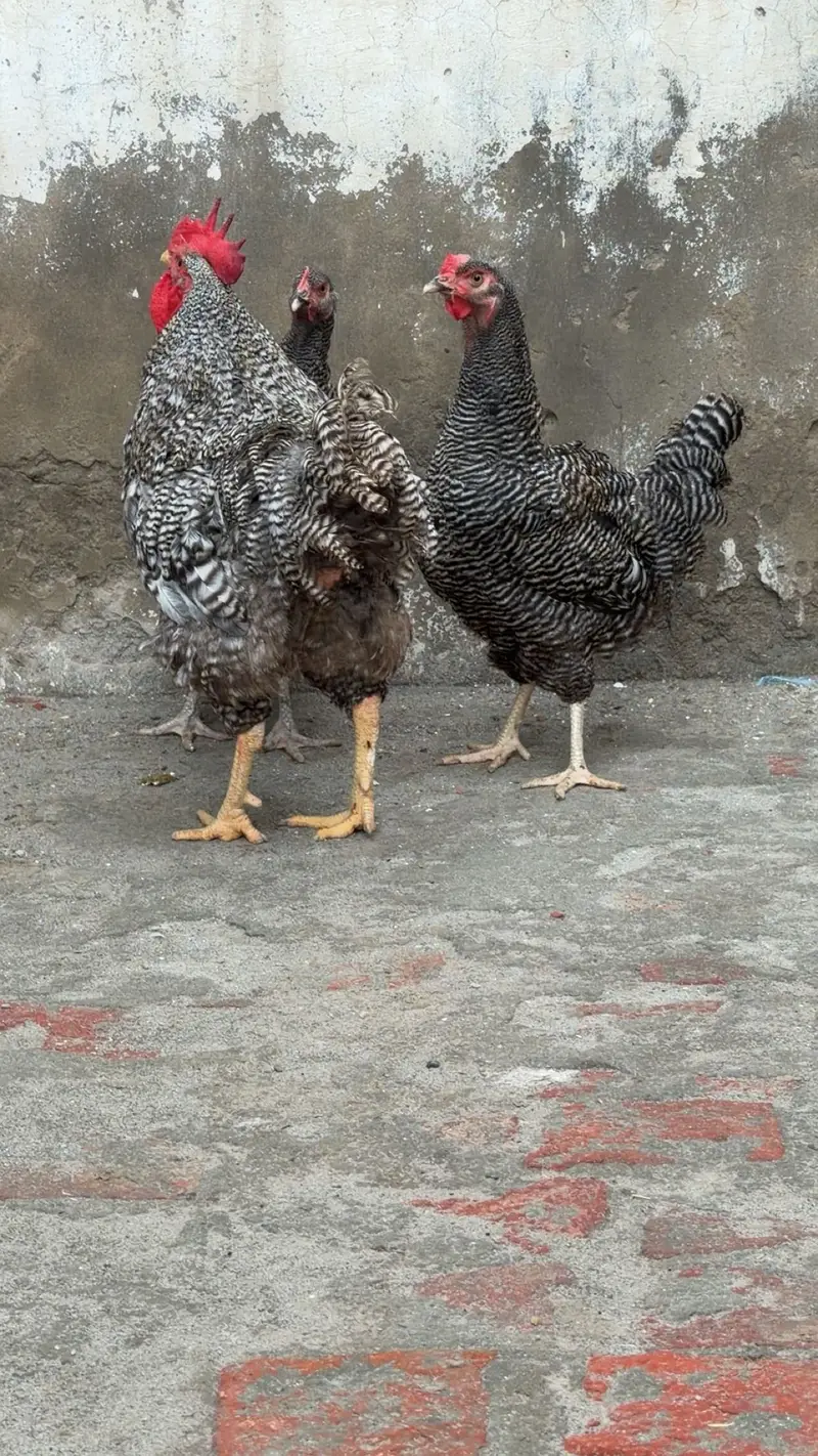 Aseel / Plymouth/ playmouth/ fancy / hens / murge / murgi / — photo 5