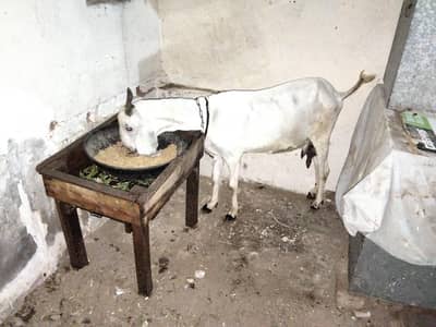 white doghli dodh wali bakri for sale03230010522