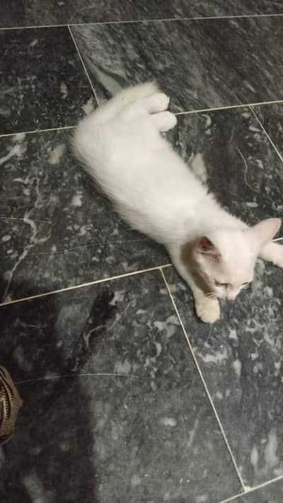 cat urgent for sale