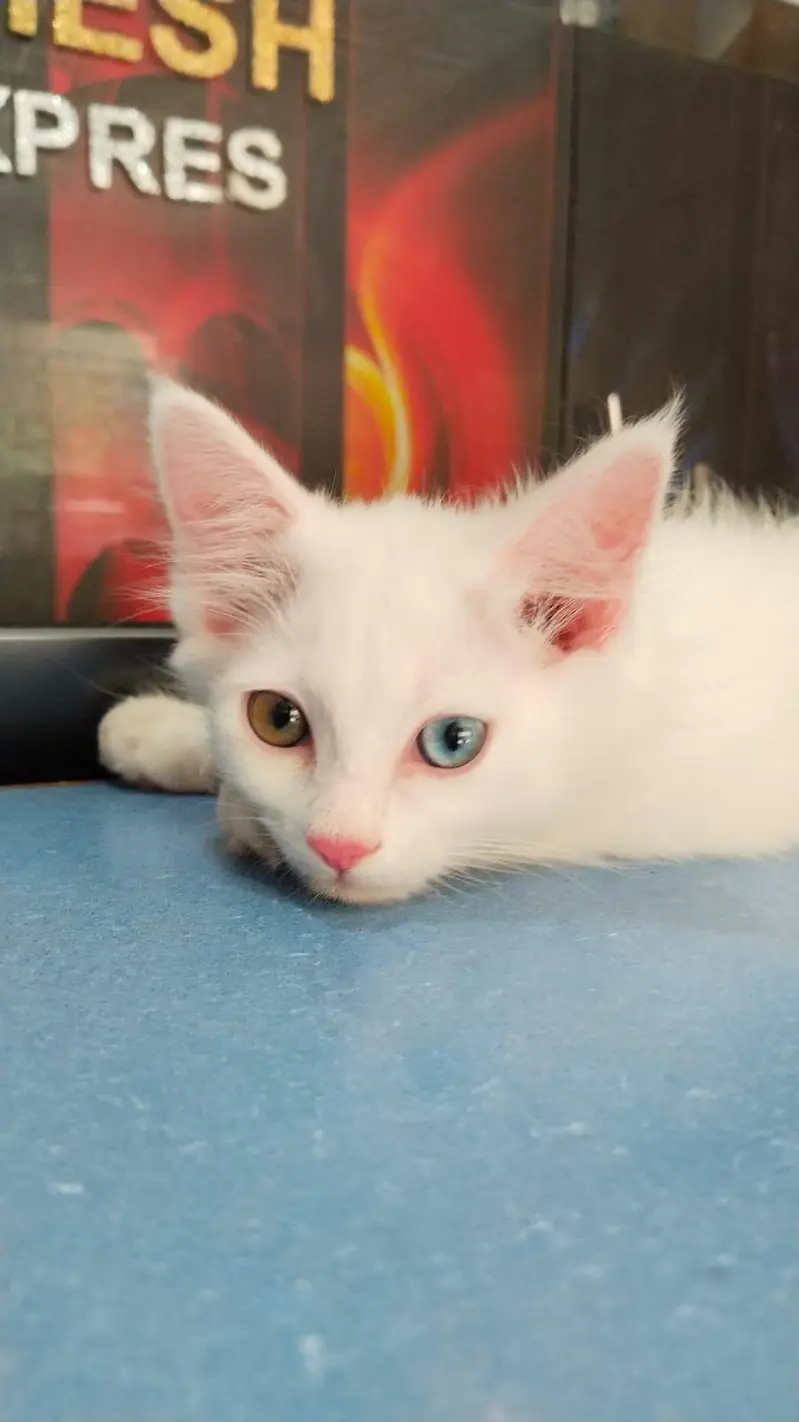 cat urgent for sale — photo 2