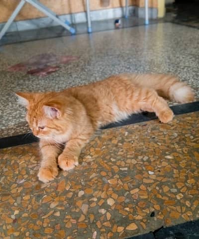 Persian cat