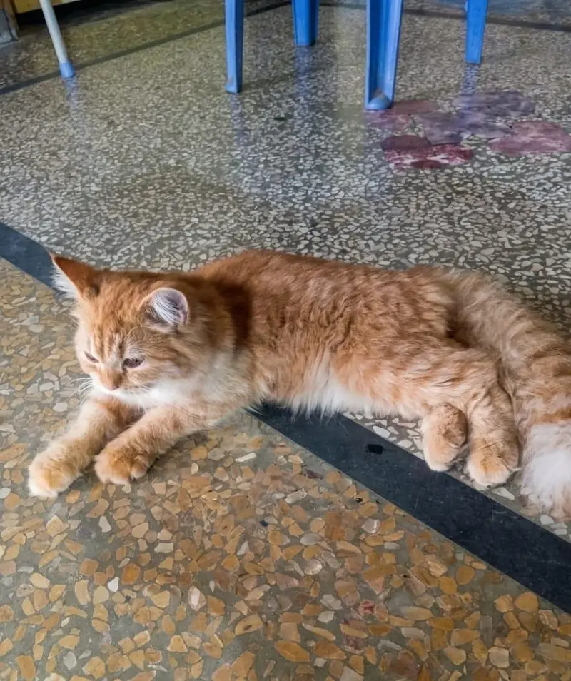 Persian cat — photo 2