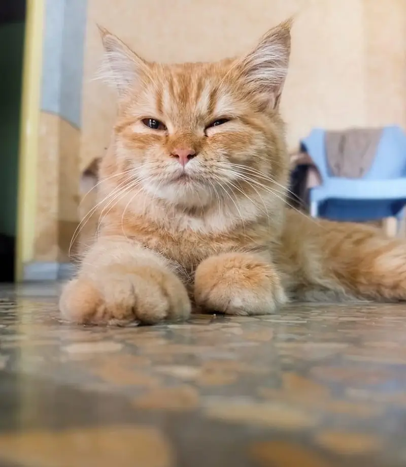Persian cat — photo 3