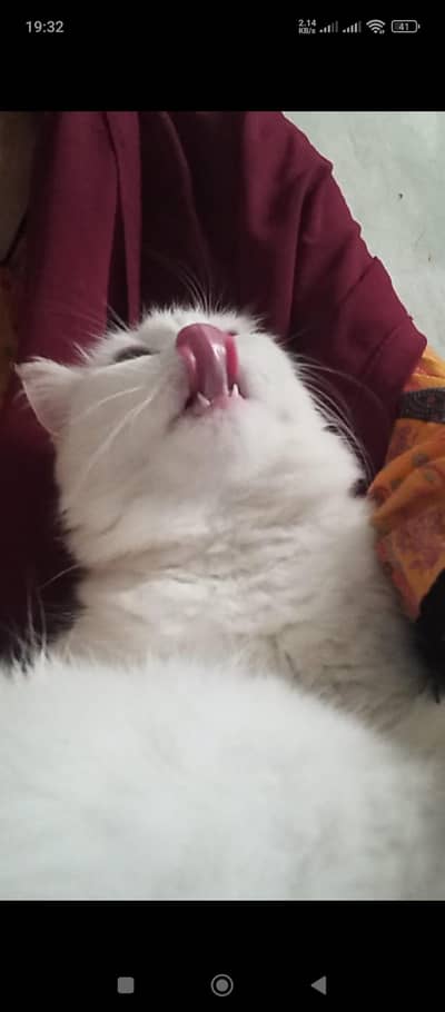Persian cat