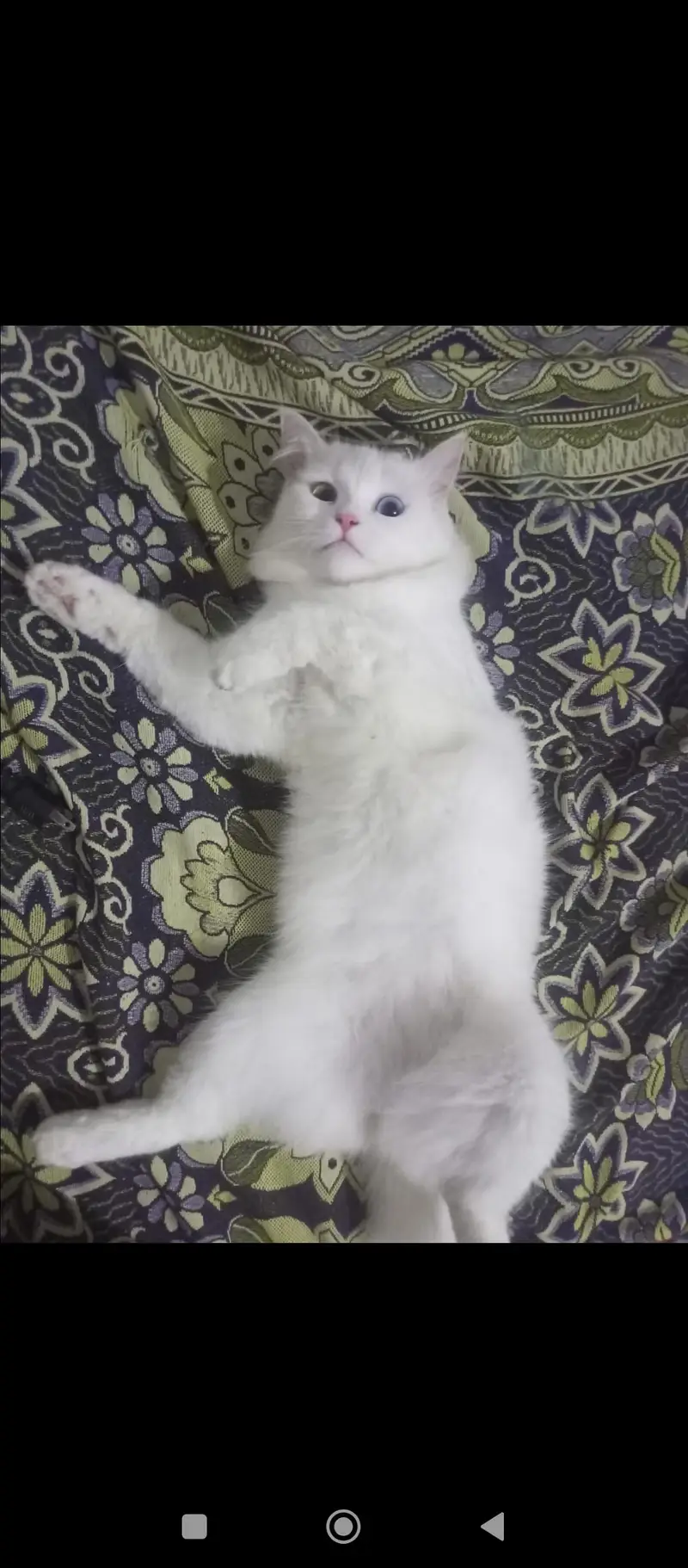 Persian cat — photo 2
