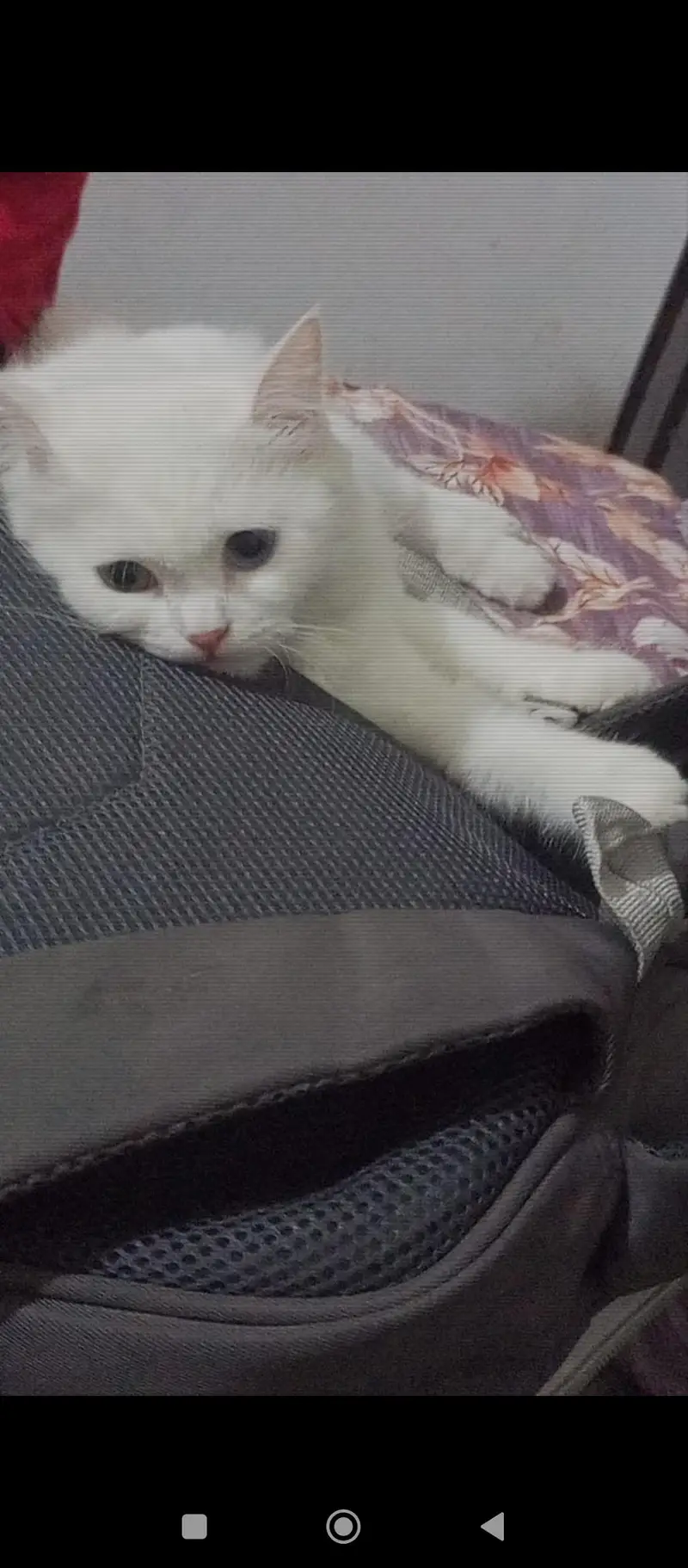 Persian cat — photo 3