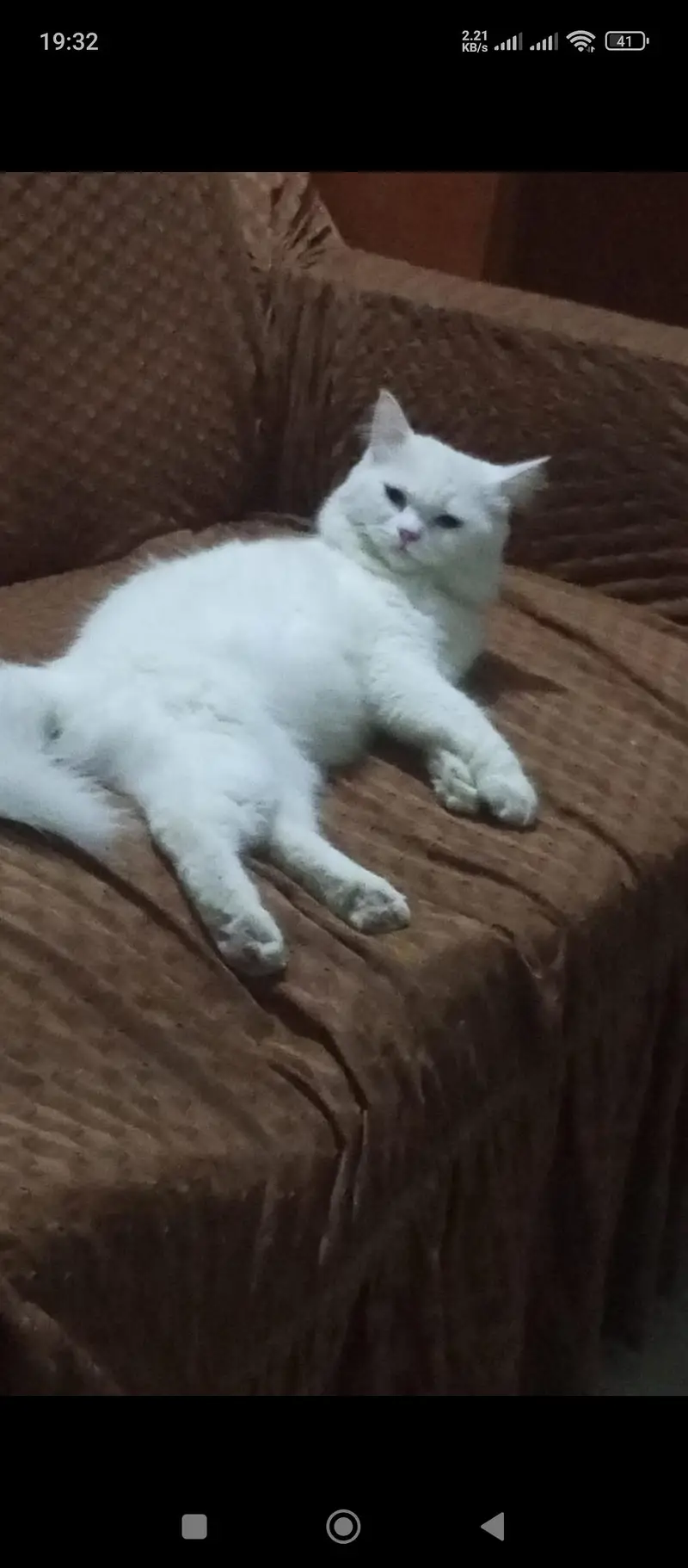 Persian cat — photo 4