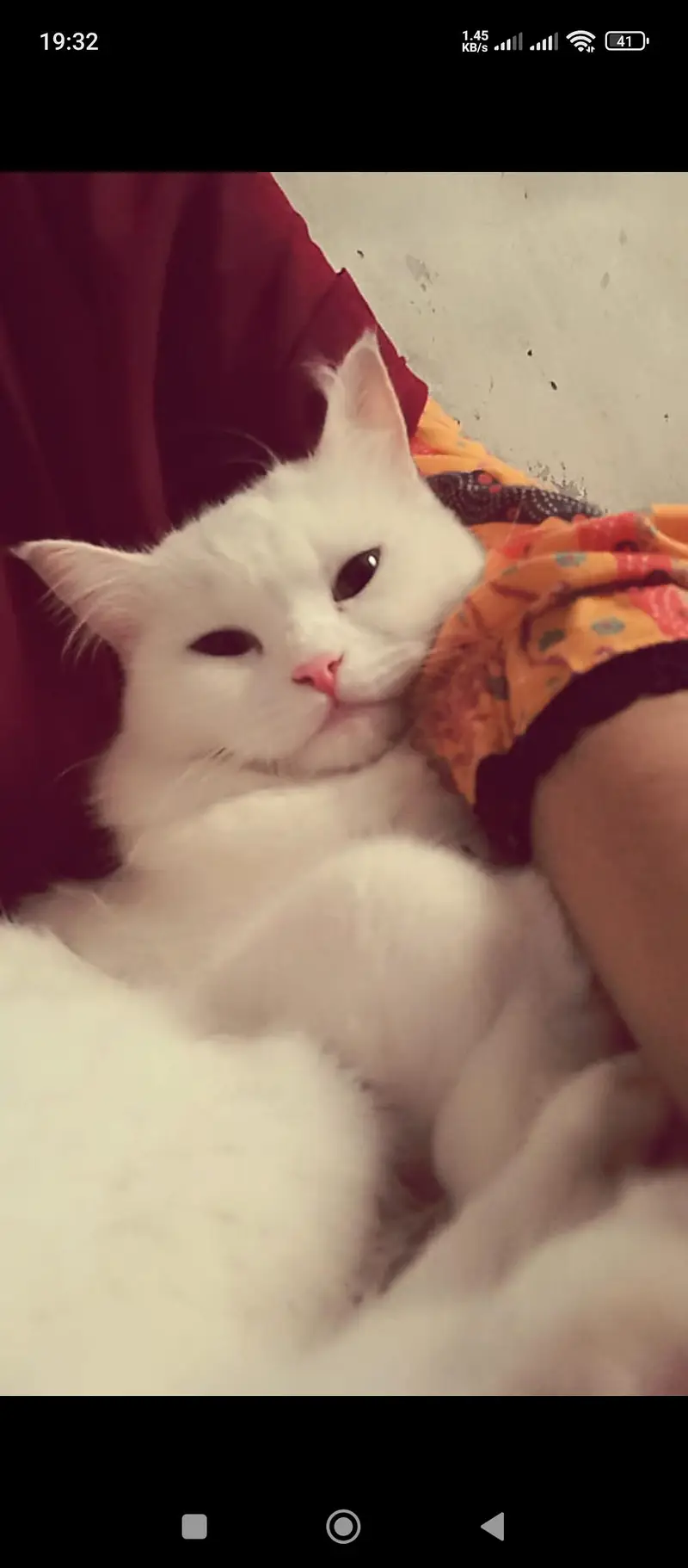 Persian cat — photo 5