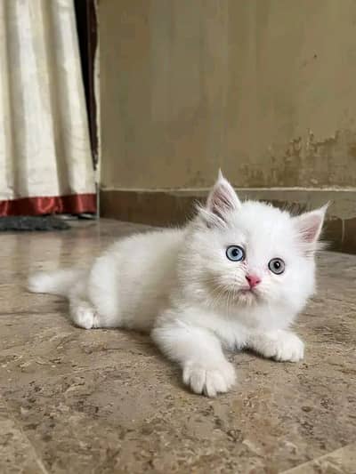 Quality Persian Kittens 3 Coated \/\/atsp 0Ʒ4816363