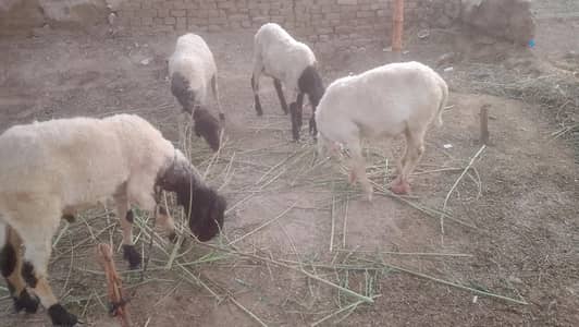 4 Male Sheeps