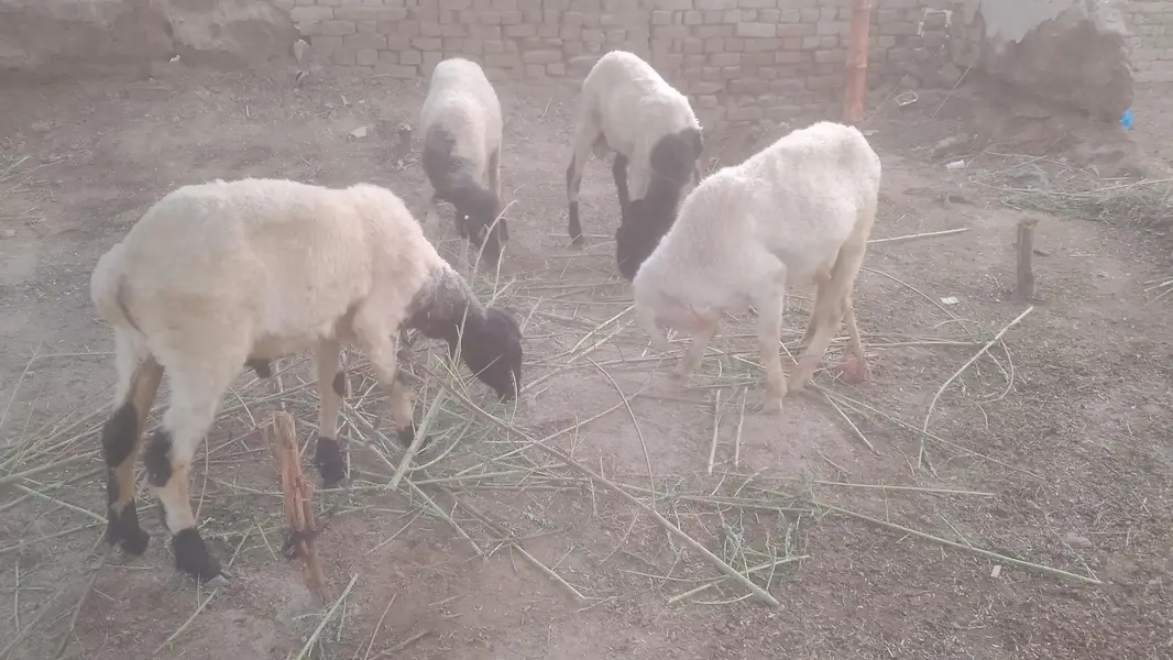 4 Male Sheeps — photo 2