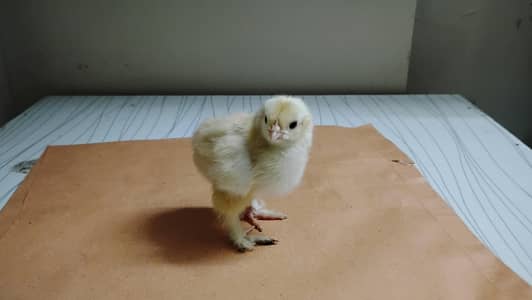 Golden heavy buff | Ayam Cemani Grey | white silkie | WH king 0 shamo
