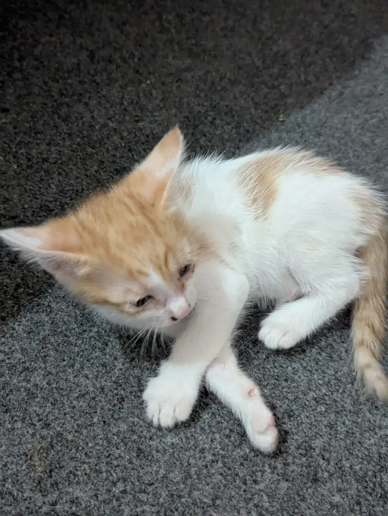 Kittens for sale — photo 2