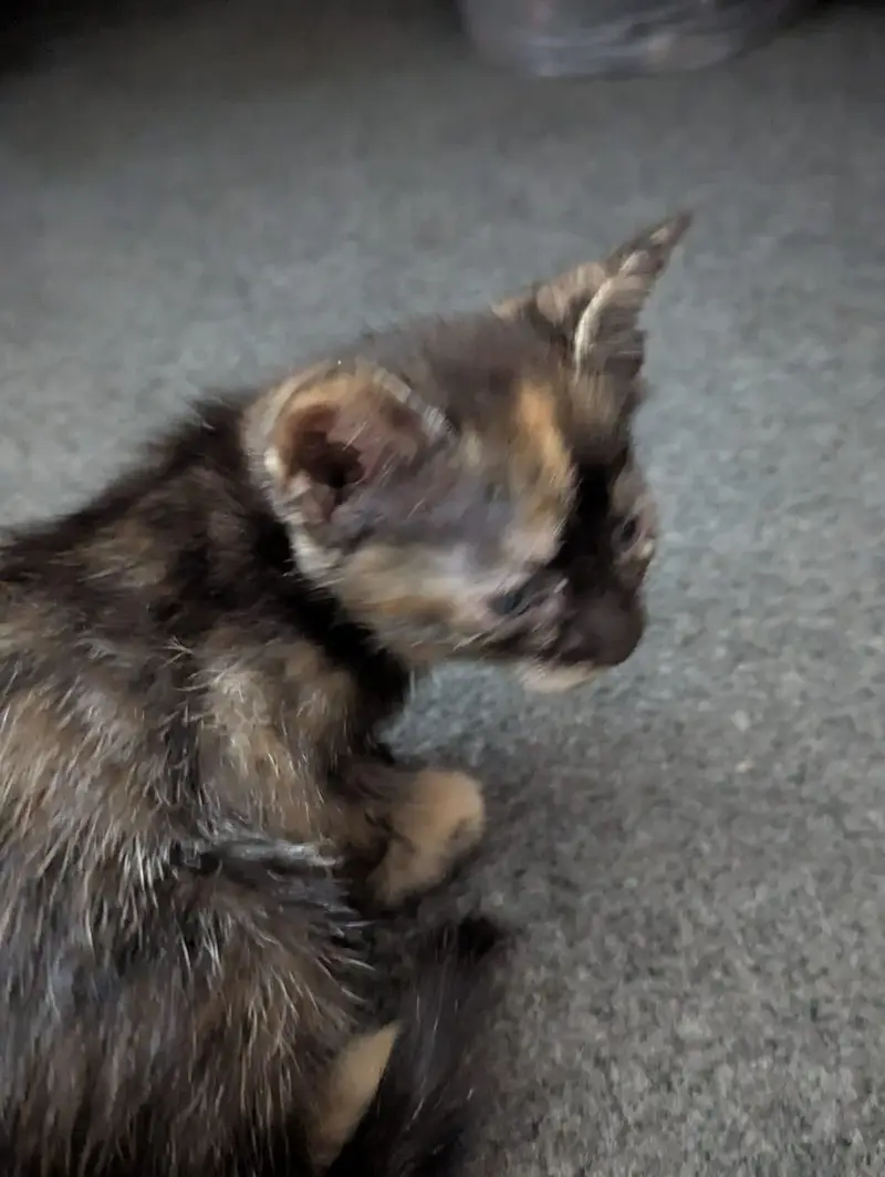 Kittens for sale — photo 3