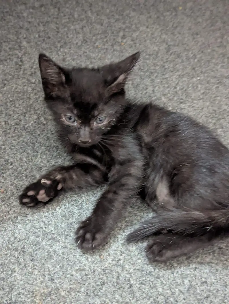 Kittens for sale — photo 4