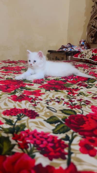 2 years old baby for sale