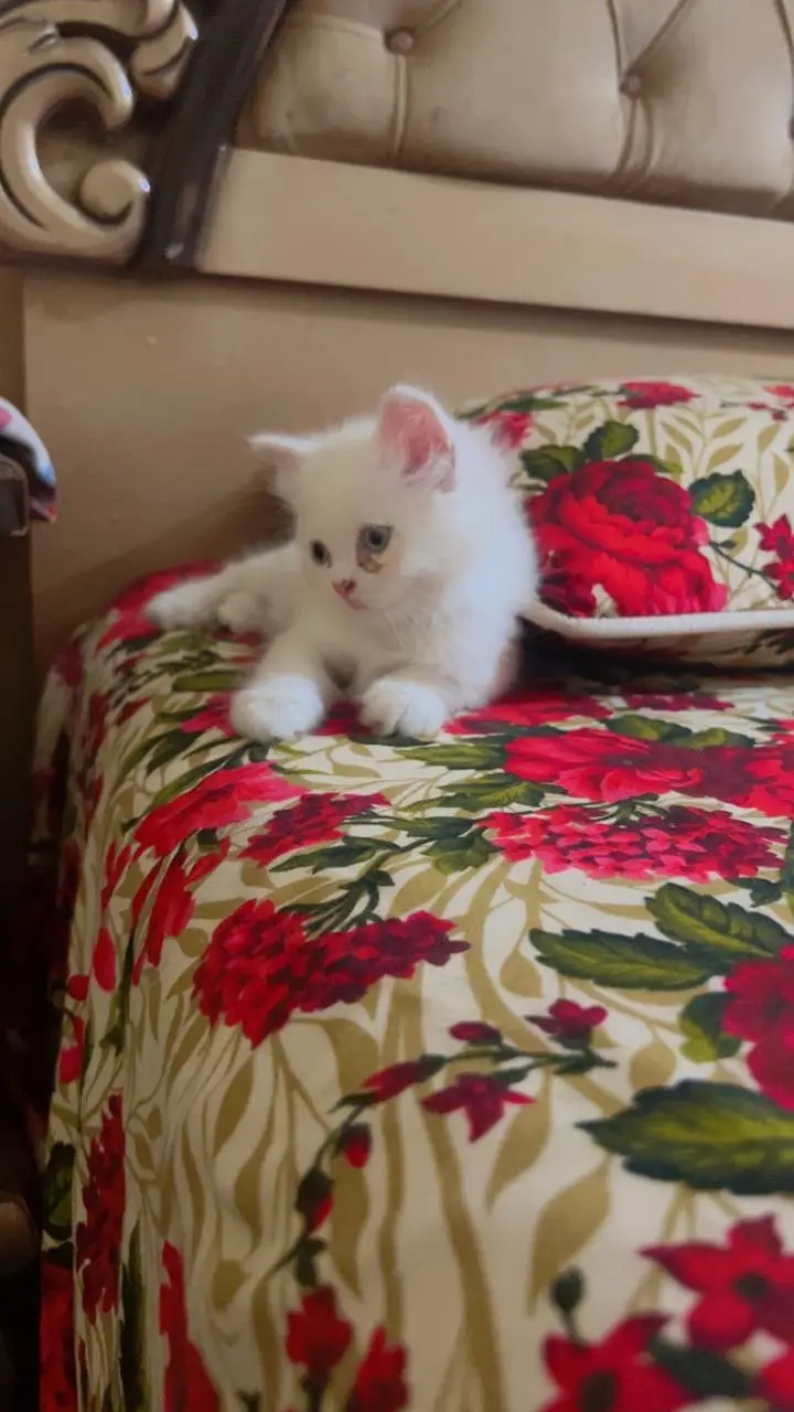 2 month old baby for sale — photo 2